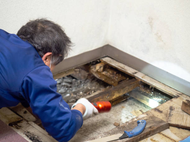 Mold Testing and Removal in Culpeper, VA