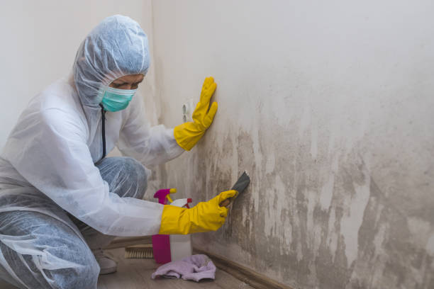 Best Mold Damage Repair  in Culpeper, VA