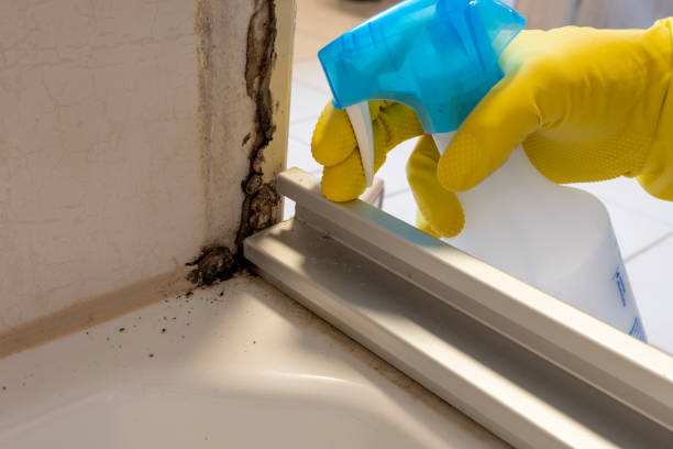 Mold Removal and Inspection in Culpeper, VA