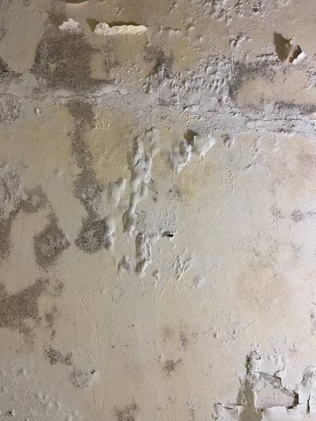 Best Mold Damage Repair  in Culpeper, VA