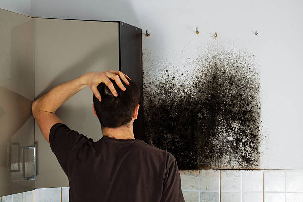 Trusted Culpeper, VA Mold Removal Experts