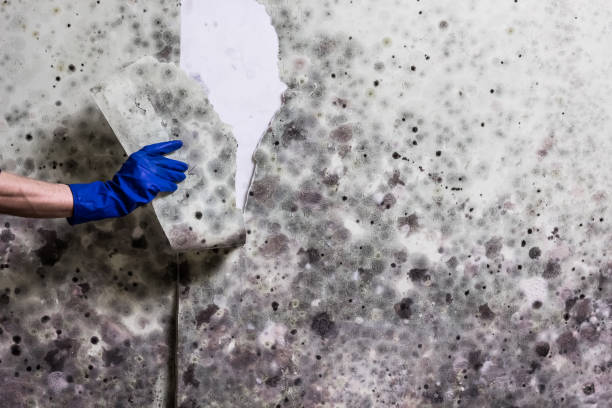 Best Mold Removal and Inspection  in Culpeper, VA