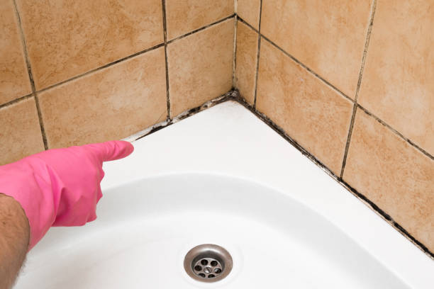 Attic Mold Removal in Culpeper, VA