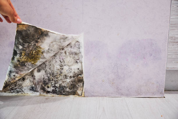 Best Home Mold Removal  in Culpeper, VA